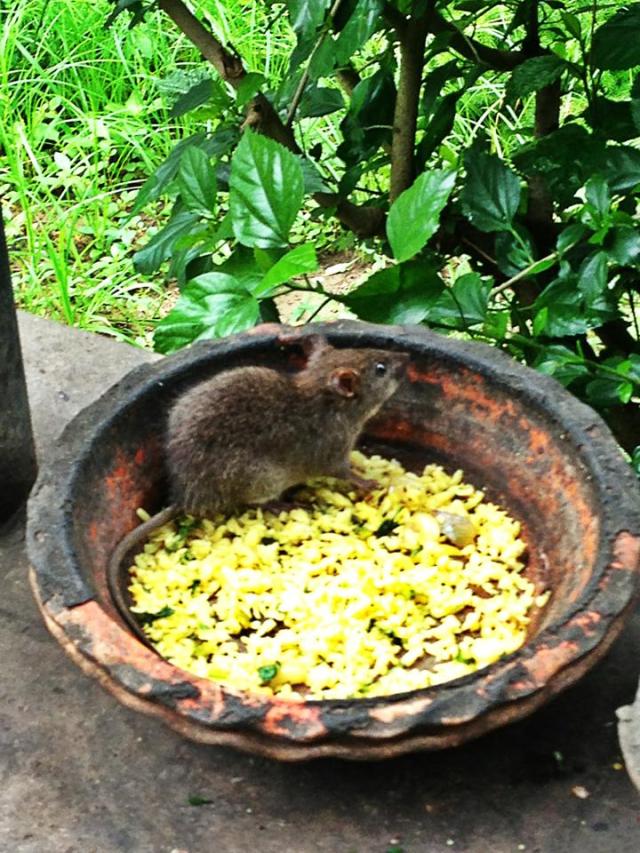 The poha is so good at Sambhavna even the rats get in on the action. 